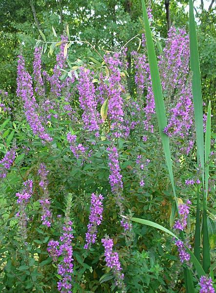 Lythrum salicaria / Salcerella comune